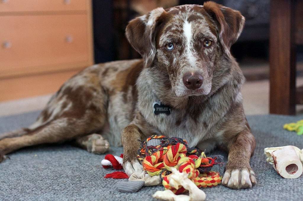 5 DIY Dog Puzzles: Homemade Food Puzzles Your Dog Will Love